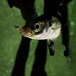 昨日とは大違い