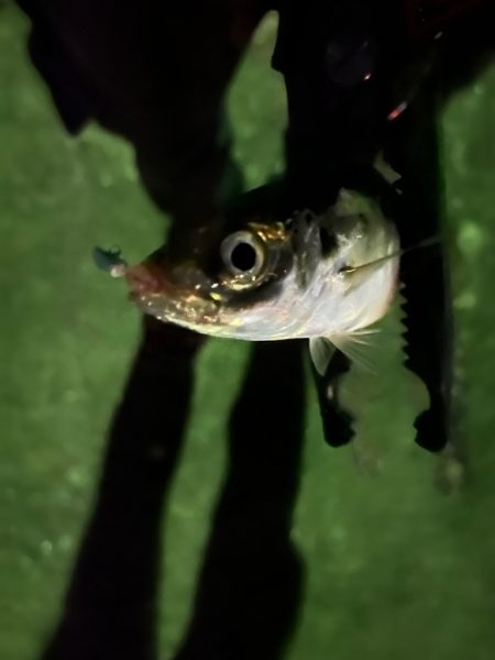 昨日とは大違い