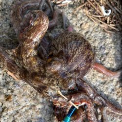 オクトパッシング5