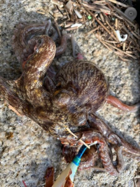 オクトパッシング5