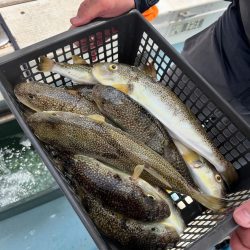 室津の夏フグ&タコ