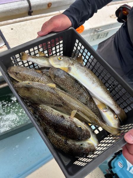 室津の夏フグ&タコ