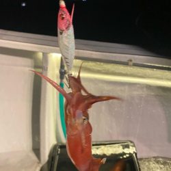 鳥取イカメタル遠征