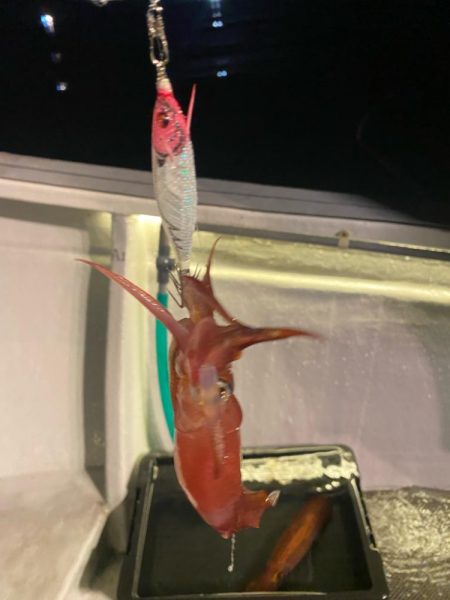 鳥取イカメタル遠征