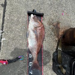 キス釣り行ったのに、まさかの鯛