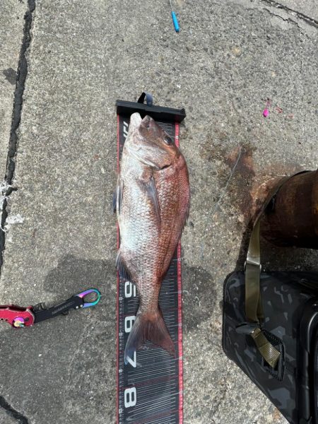 キス釣り行ったのに、まさかの鯛