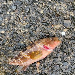 チニングのはずが、、