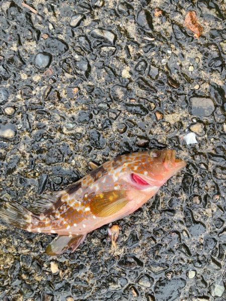 チニングのはずが、、