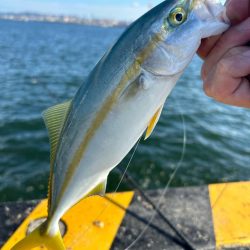 ツバスの時期ですね。