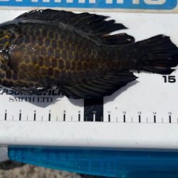 シロギスタ舞鶴へ行く