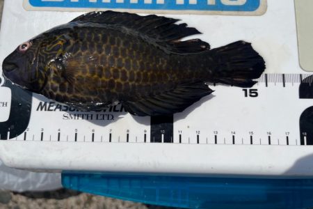 シロギスタ舞鶴へ行く