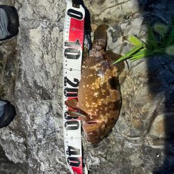 小浜ロックフィッシュ