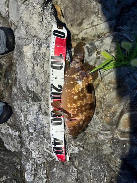 小浜ロックフィッシュ