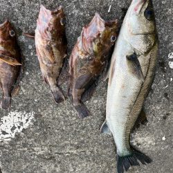 ガシラ、チヌ、セイゴ好調です！