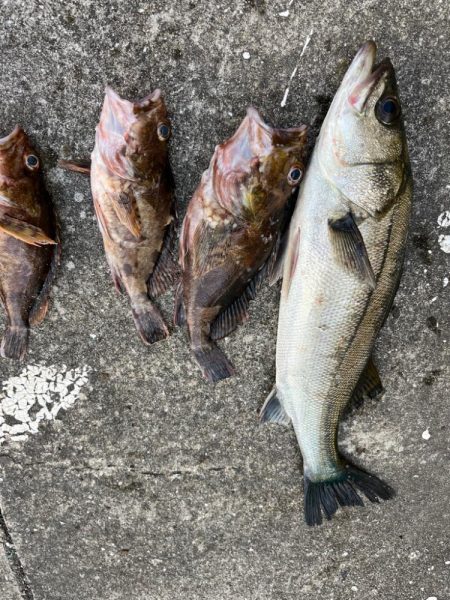 ガシラ、チヌ、セイゴ好調です！