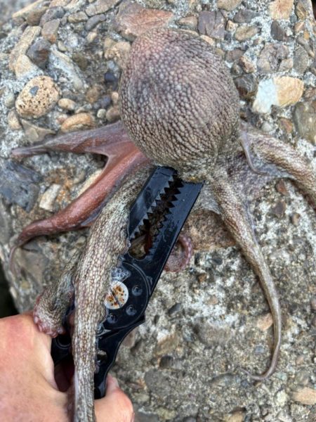 オクトパッシング13