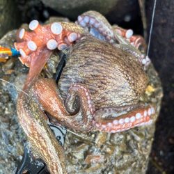 オクトパッシング11