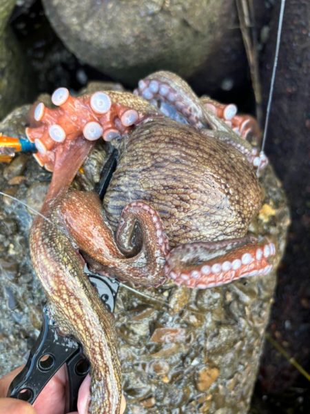 オクトパッシング11