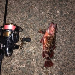 サビキでカレイ⁈