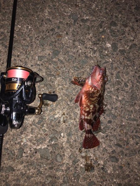 サビキでカレイ⁈