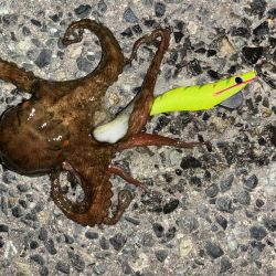 タコは気まぐれ 12