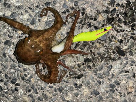 タコは気まぐれ 12