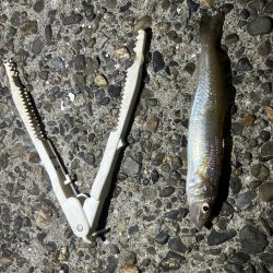 アオイソメちゃん