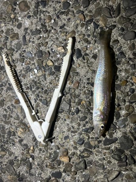 アオイソメちゃん