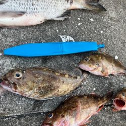 ガシラの活性高く２０センチオーバー釣れます