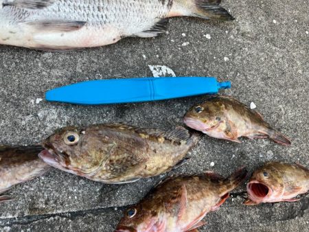 ガシラの活性高く２０センチオーバー釣れます