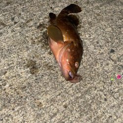 ホタルイカ餌でロックフィッシュ