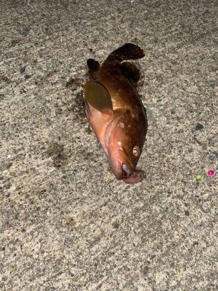 ホタルイカ餌でロックフィッシュ