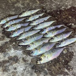 一晩中無限アジング