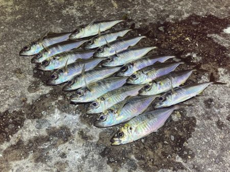 一晩中無限アジング