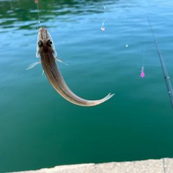 鳥取でキス釣り！今キスが釣れるポイントはここです！！