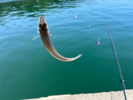 鳥取でキス釣り！今キスが釣れるポイントはここです！！