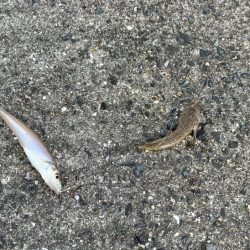 赤穂周辺でキス釣り｜序盤はサイズ良かったが次第にピンギス