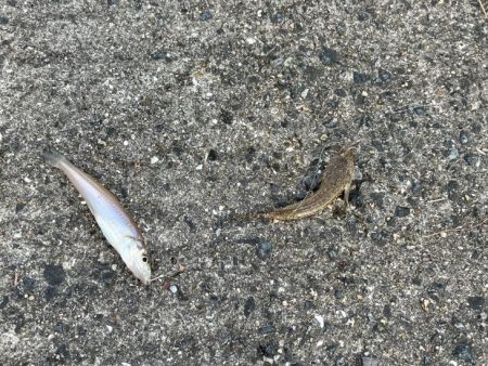 赤穂周辺でキス釣り｜序盤はサイズ良かったが次第にピンギス