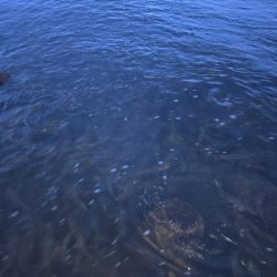 水面を賑やかにさせる正体は？