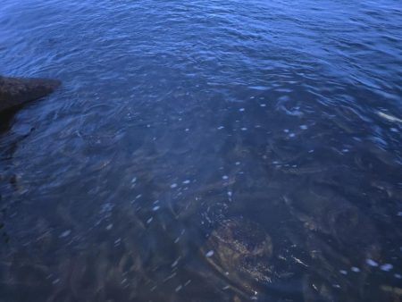 水面を賑やかにさせる正体は？