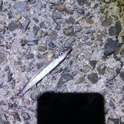 タチウオ不発でアジ好調