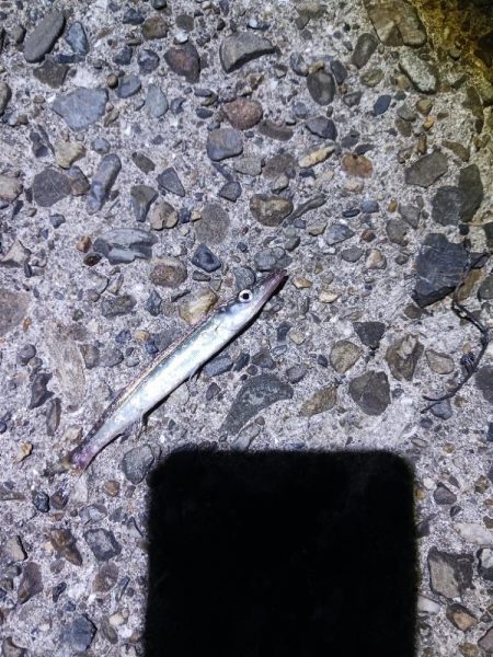 タチウオ不発でアジ好調