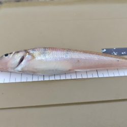 雨の合間を縫って