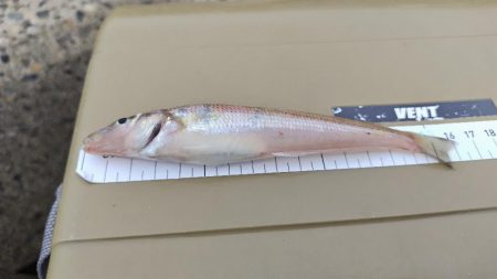 雨の合間を縫って