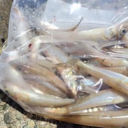 キスを釣りたい