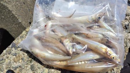 キスを釣りたい