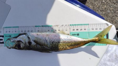 初めての朝マズメ