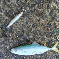 苅屋海岸のキス釣り