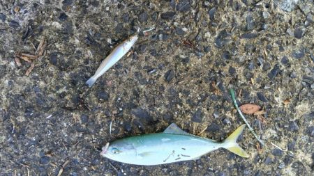 苅屋海岸のキス釣り
