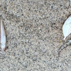 室津のキス釣り